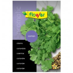 Semillas cilantro