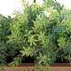 Jardinera de madera con planta artificial 35cm