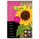 Semillas de Girasol amarillo