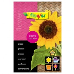Semillas de Girasol amarillo