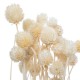 Ramo seco floral beige surtido