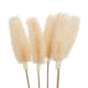 Ramo seco floral beige surtido