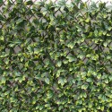Seto celosía extensible Laurel 1x2m