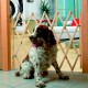Valla extensible de seguridad animales
