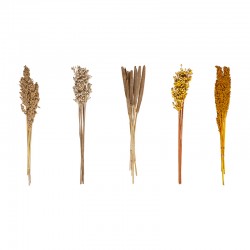 Tallos secos florales surtido