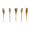 Tallos secos florales surtido