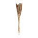 Tallos secos florales surtido
