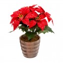 Flor de pascua artificial con macetero 22cm