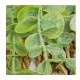 Planta colgante artificial Zea 70cm