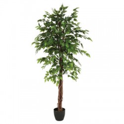 Ficus con maceta 180cm