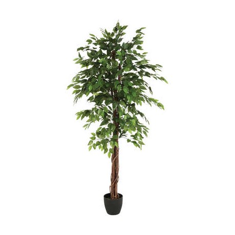 Ficus con maceta 180cm