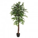 Ficus con maceta 180cm