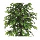 Ficus con maceta 180cm