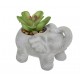 Planta con maceta elefante cemento