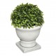 Boj con maceta Romance 19cm