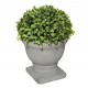 Boj con maceta Romance 19cm