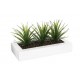 Centro de mesa 3 aloes vera 35x15x17,5cm