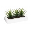 Centro de mesa 3 aloes vera 35x15x17,5cm