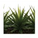 Centro de mesa 3 aloes vera 35x15x17,5cm