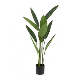 Strelitzia tropical con maceta negra 50x50x97cm