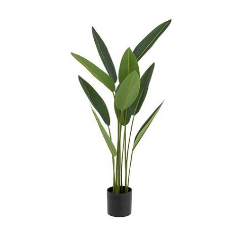 Strelitzia tropical con maceta negra 50x50x97cm