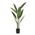 Strelitzia tropical con maceta negra 50x50x97cm