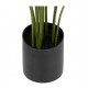 Strelitzia tropical con maceta negra 50x50x97cm