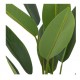 Strelitzia tropical con maceta negra 50x50x97cm