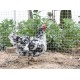 Malla metálica cuadrada galvanizada 19mm 1x5m