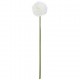 Caña rama pom pom 60cm