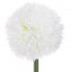 Caña rama pom pom 60cm