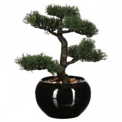Bonsai 35cm con maceta negra