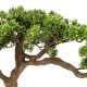 Bonsai 60cm alto con maceta gris