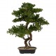 Bonsai 86cm maceta cerámica negra