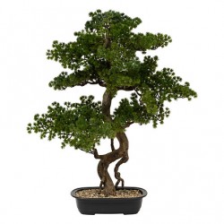 Bonsai 86cm maceta cerámica negra