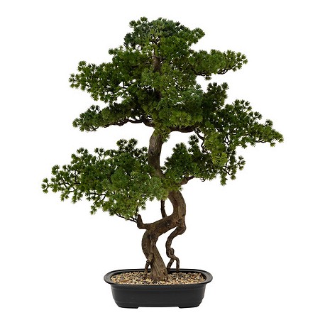 Bonsai 86cm maceta cerámica negra