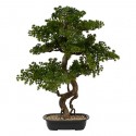 Bonsai 86cm maceta cerámica negra