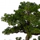 Bonsai 86cm maceta cerámica negra