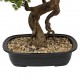 Bonsai 86cm maceta cerámica negra
