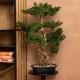 Bonsai 86cm maceta cerámica negra