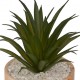 Planta 17,5cm de alto con maceta de madera