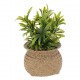 Planta 20cm de alto con maceta natural