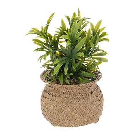 Planta 20cm de alto con maceta natural
