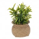 Planta 20cm de alto con maceta natural
