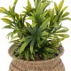 Planta 20cm de alto con maceta natural