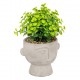 Planta suculenta variada 22cm de alto