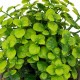 Planta suculenta variada 22cm de alto