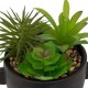 Planta suculenta variada 22cm de alto
