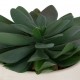 Planta suculenta variada 22cm de alto
