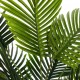 Palmera 72cm de alto con maceta de cerámica y base de madera